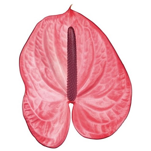 Anthurium Candy x 12