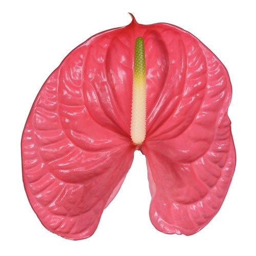Anthurium Caribo x 10
