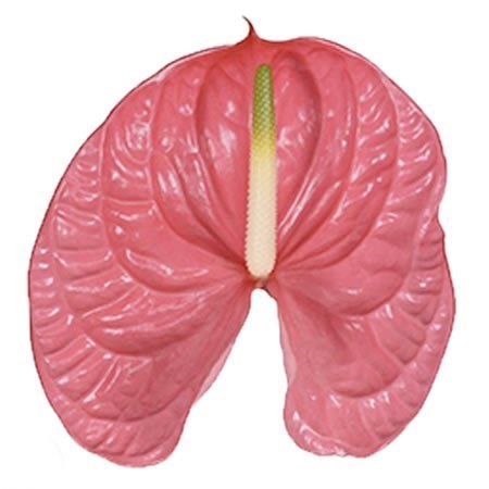 Anthurium Caribo x 12