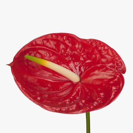 Anthurium Carisma x 10
