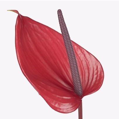 Anthurium Cerato x 20