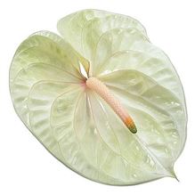 Anthurium Champagne x 12