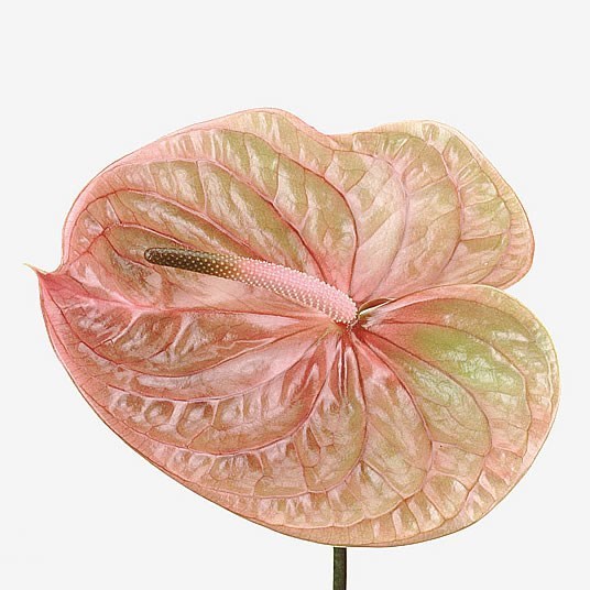 Anthurium Cognac x 10