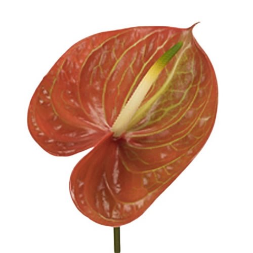 Anthurium Corniche x 16