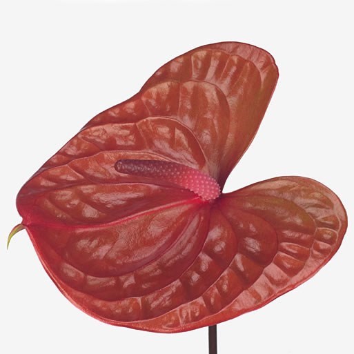 Anthurium Di Amaro x 12