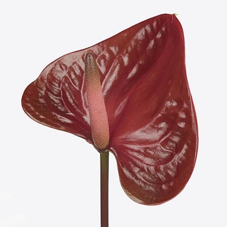 Anthurium Espresso x 12