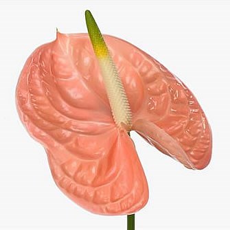 Anthurium Evita Pink x 16