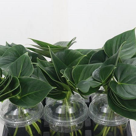 Anthurium Exciting Love Leaves
