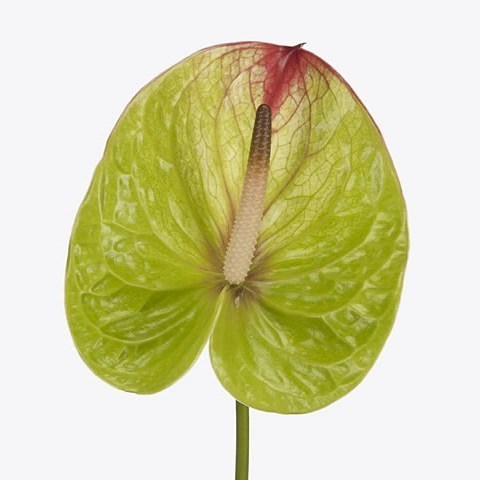 Anthurium Fortezza x 12