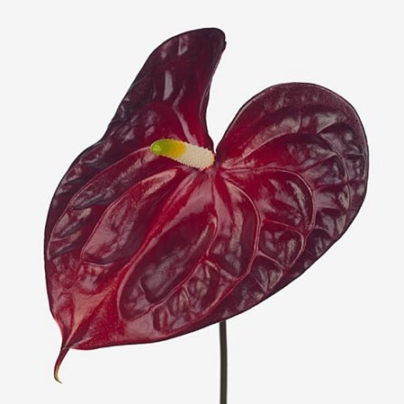 Anthurium Galaxy x 10