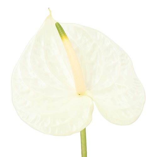 Anthurium Graciosa x 12