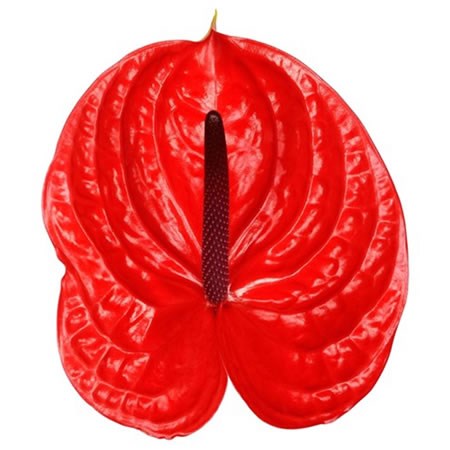 Anthurium Impulz x 12