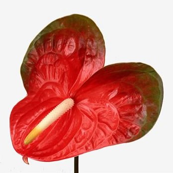 Anthurium Indiana x 12