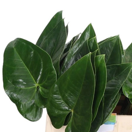 Anthurium Leaves