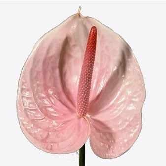 Anthurium Lunette x 20