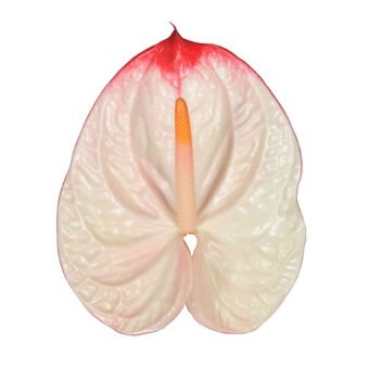 Anthurium Lybra x 16