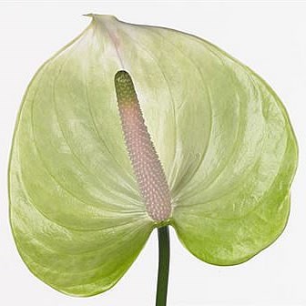 Anthurium Manaka x 12