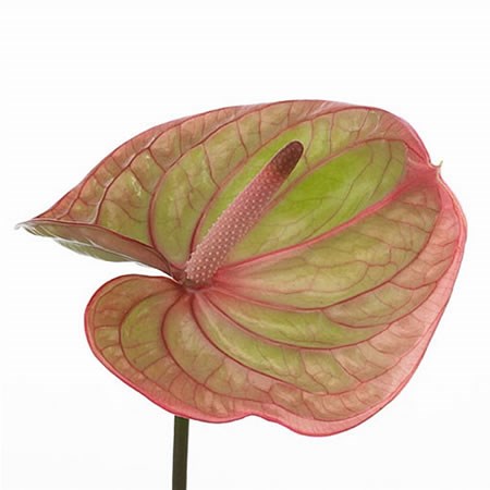 Anthurium Marijke x 10