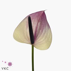 Anthurium Max Violeta x 12