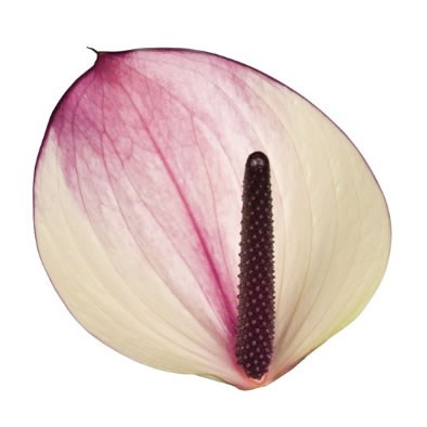 Anthurium Max Violeta x 16