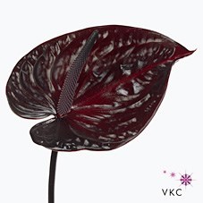Anthurium Nero x 12
