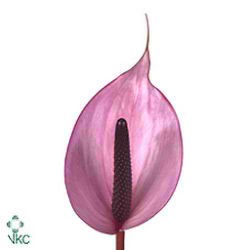 Anthurium Nexia x 16