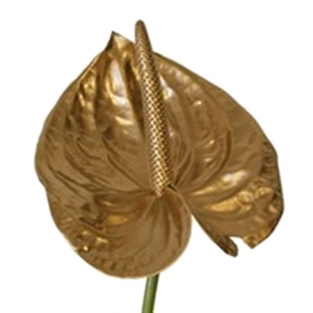 Anthurium Painted Gold x 12