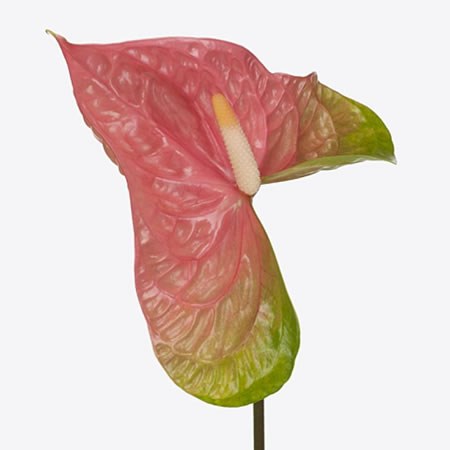 Anthurium Pink Jesulo x 12