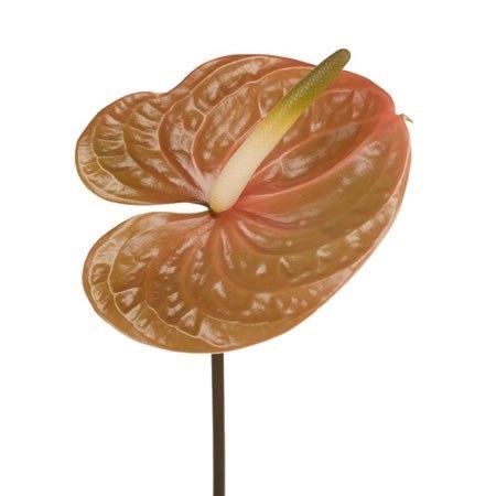 Anthurium Prestige x 10