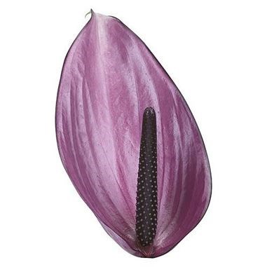 Anthurium Previa x 16