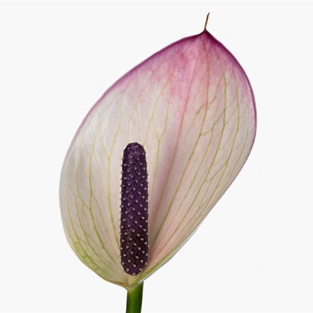 Anthurium Princess Alexia Mozaiek x 20 | Wholesale Dutch Flowers