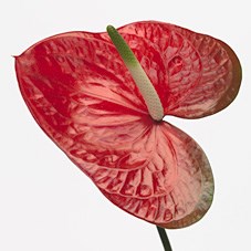 Anthurium Red Amor x 12