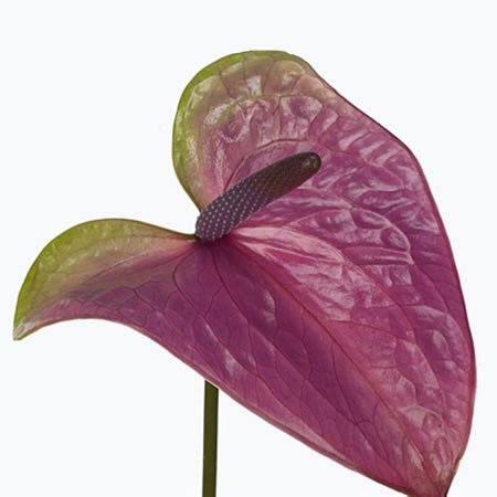 Anthurium Rembrandt x 10