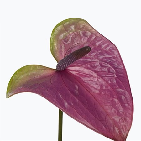 Anthurium Rembrandt x 10
