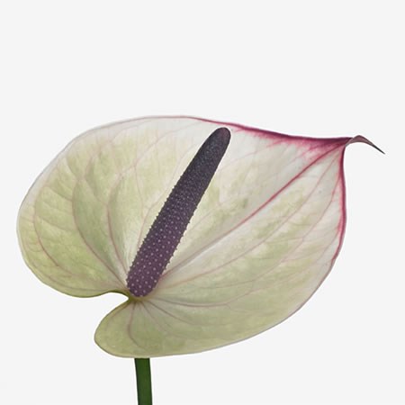 Anthurium Romance Love x 20