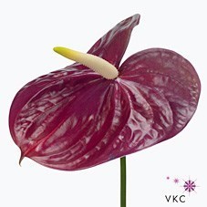Anthurium Roxette x 12