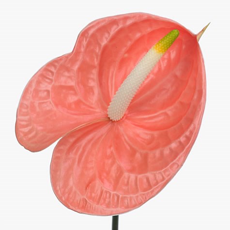 Anthurium Sante Royal x 10