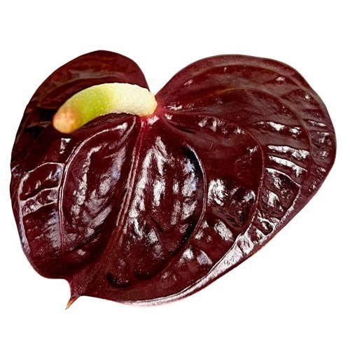 Anthurium Sempre x 12