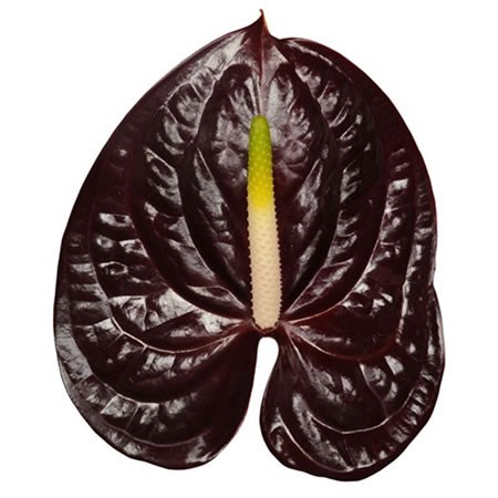 Anthurium Showtime x 12