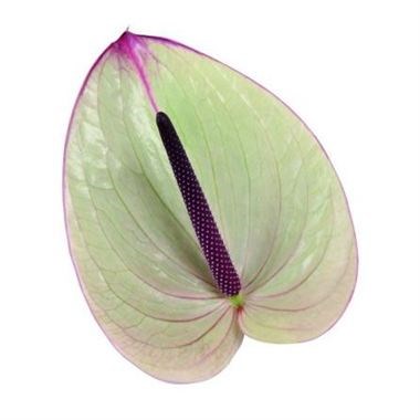 Anthurium Silvia x 12