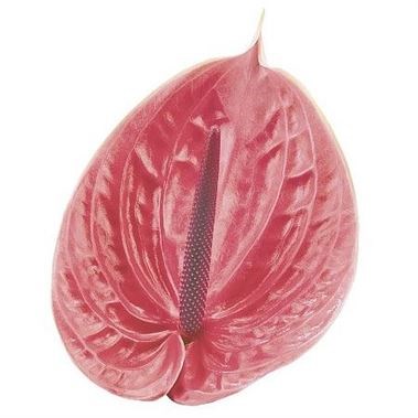 Anthurium Sirion x 12