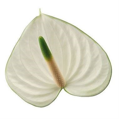 Anthurium Snowy x 16