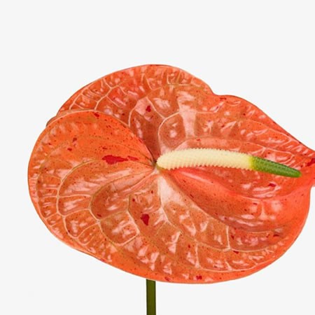 Anthurium Sparkle x 12