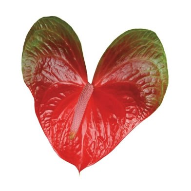 Anthurium Spice x 10
