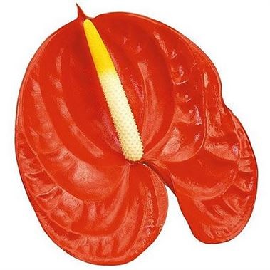 Anthurium Sunglow x 12