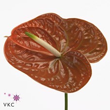 Anthurium Terrasol x 12