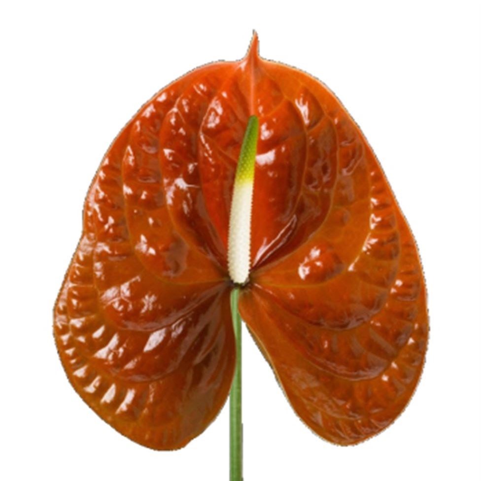 Anthurium Terrasol x 20