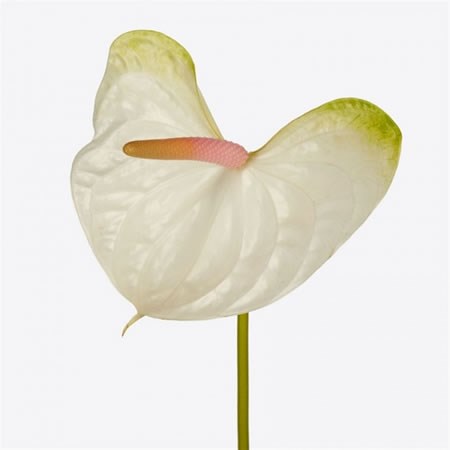 Anthurium White Tuvalu x 16