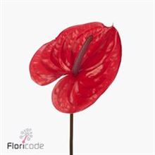 Anthurium enjoy x 16