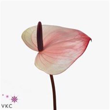 Anthurium escher x 16